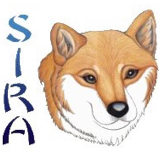 Feature Image for Shiba Inu Rescue Association (SIRA) 